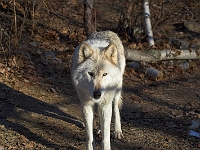 Arctic Wolf 002